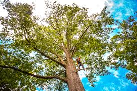 Best Tree Fertilization  in Florence, SC