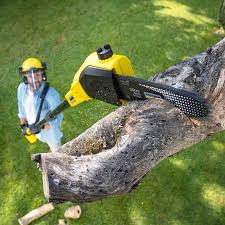 Best Stump Grinding and Removal  in Florence, SC