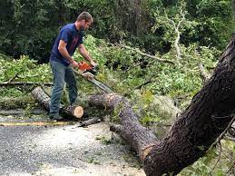 Trusted Florence, SC Tree Services Experts