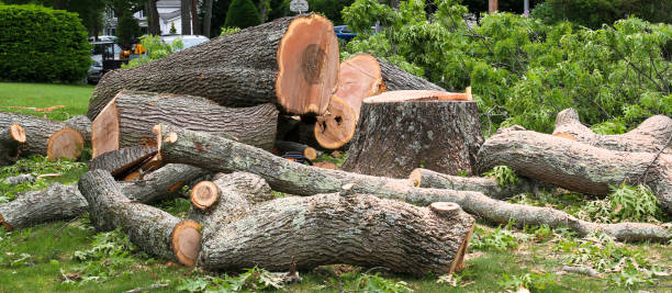 Best Leaf Removal  in Florence, SC