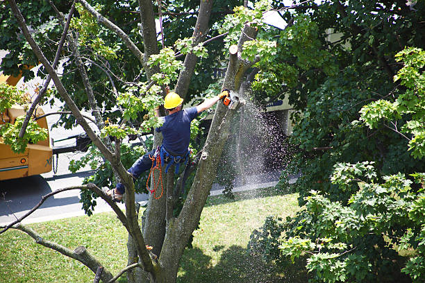 How Our Tree Care Process Works  in  Florence, SC